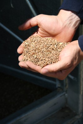 Lentil: Sales from Canada to India slow